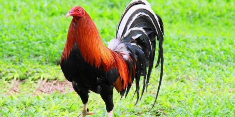 Nguồn gốc của giống gà kelso