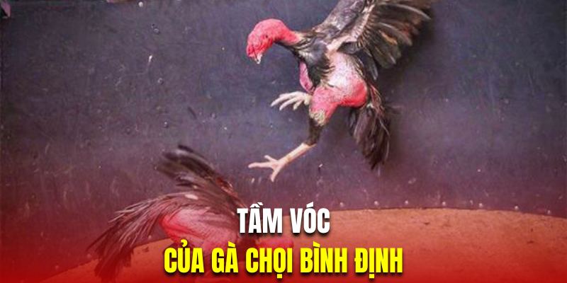 Gà chọi Bình Định có ngoại hình to lớn nổi bật